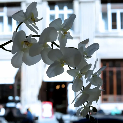Spring Bloom
